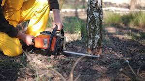 Best Commercial Tree Services  in Farmland, IN